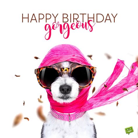 Dog Birthday Wishes, Happy Birthday Pretty, Doggie Birthday, Bday Quotes, Happy Birthday Wishes For A Friend, Birthday Gorgeous, Funny Happy Birthday Wishes, Happy Birthday Gorgeous, Birthday Memes