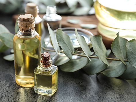 Eucalyptus Oil in Pregnancy: What It’s Used For and If It’s Safe Antiviral Essential Oils, Essential Oils For Pregnancy, Lemon Eucalyptus, Allergy Symptoms, Eucalyptus Oil, Eucalyptus Essential Oil, Carrier Oils, Essential Oils Aromatherapy, Herbal Medicine