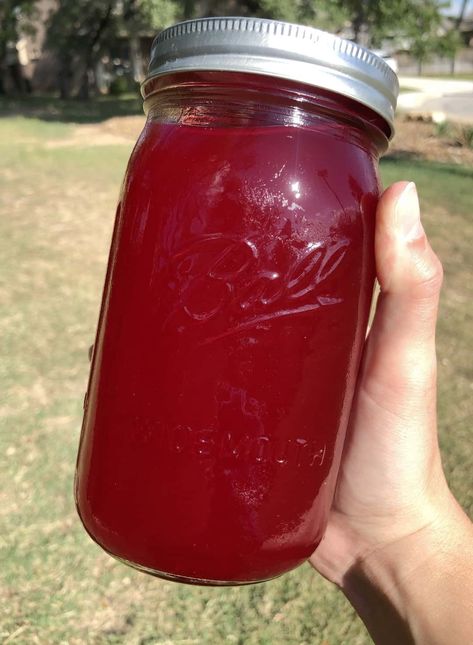 How to Pick and Prepare Prickly Pear Extract - Wife Of A Hunter Canning Prickly Pear Juice, Prickly Pear Jam, Prickly Pear Lemonade Recipe, Pear Ideas, Pear Jelly Recipes, Prickly Pear Jelly, Prickly Pear Recipes, Pear Jelly, Prickly Pear Juice