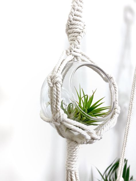 Excited to share my DIY air macrame plant hanger tutorial and pattern from my #etsy shop: Beginner DIY Macrame plant hanger pattern #macramediykit #planthangerkit #airplanthangerkit #airplanthanger Macrame Air Plant Hanger Diy, Air Plant Hanger, Macrame Plant Hanger Tutorial, Macrame Plant Hanger Patterns, Macrame Planter, Glass Pot, Mini Terrarium, Makramee Diy, Air Plant Display