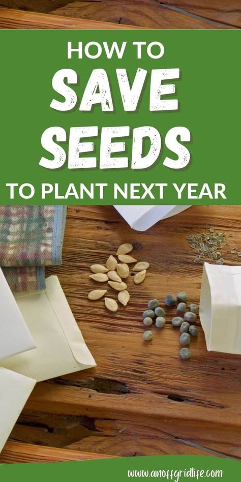 How to Save Seeds: A Beginner's Guide to Seed Saving How To Save Seeds, Save Seeds, Bean Pods, Bean Seeds, Ripe Fruit, Seed Saving, Cabin Living, Tomato Seeds, Ripe Tomatoes