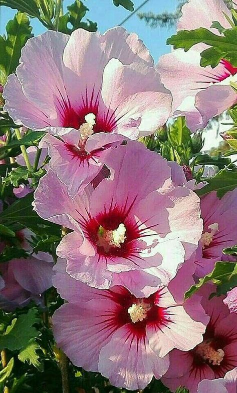 Beautiful Hollyhock Hollyhocks Flowers, Pink Nature, Flower Meanings, Rose Of Sharon, Most Beautiful Flowers, Perennial Plants, Exotic Flowers, Flower Beauty, Flowers Nature