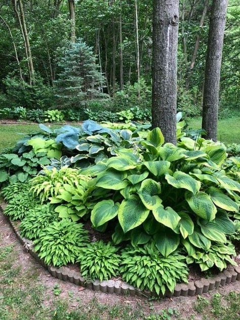 Pnw Plants For Garden, Diy Garden Decorations, Wood Garden Decor, Dream Garden Backyards, Shade Landscaping, Front Lawn Landscaping, Trash Into Treasure, Shade Garden Design, Shade Garden Plants