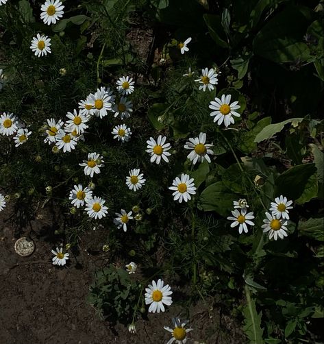 Aster Aesthetic, I Dont Know Anymore, Aster Flower, Through Time And Space, Flowers Bouquet, Floating, Zara, Film, Plants