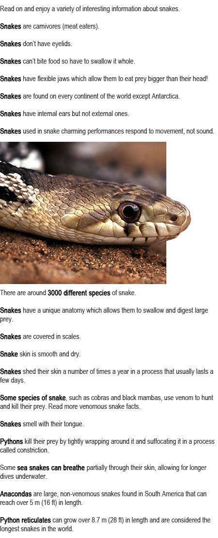 Information about snakes for kids http://firstchildhoodeducation.blogspot.com/2013/09/information-about-snakes-for-kids.html Snake Songs For Preschool, Snake Kindergarten, Snake Science Preschool, Snake Facts For Kids, Snake Activities, Snakes For Kids, Facts About Snakes, Activities For Older Kids, Snake Information