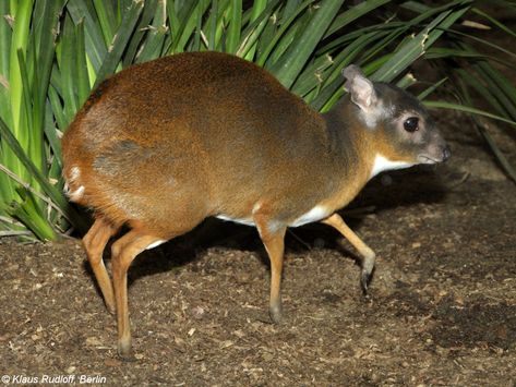 The royal antelope reaches merely (10 in) at the shoulder and weighs (5.5–6.6 lb). The head-and-body length is typically (16 in). A characteristic feature is the long and slender legs, with the hindlegs twice as long as the forelegs �– a remarkable similarity to the hare. The species is sexually dimorphic, with females being larger than males. Only males possess horns, these being short, smooth, ventrally reflexed spikes measuring (1.0–1.2 in) long. Royal Antelope, Special Animals, African Antelope, Zoo Photos, Largest Snake, Small Animals, Weird Animals, Wild Ones, Animal Photography