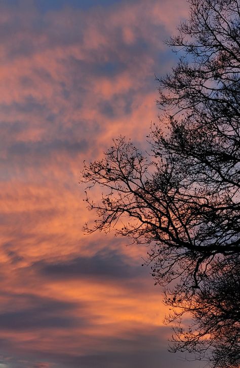 burning skies with tree silhouette sunsets Sunset Through Trees, Tree With Sunset, Sunset With Trees, Tree Silhouette Sunset, Sunset Trees, Nike Wallpapers, Sunset Road, Advertising Logo, Drawing Books