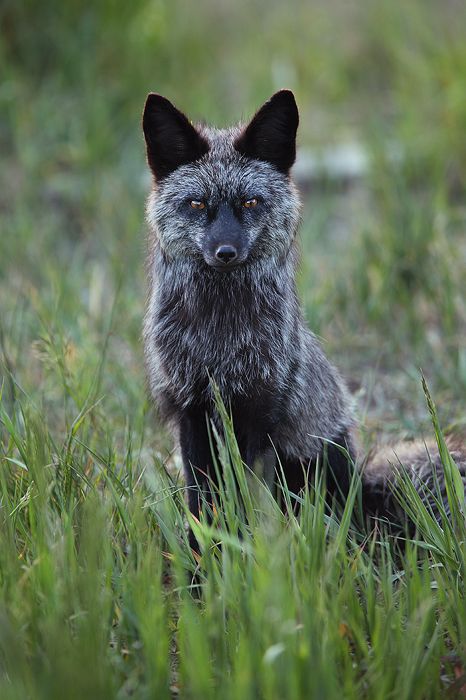 "Silver Vixen"    Red Foxes ( Vulpes vulpes ) ( Silver Phase ) - Silverthorne, Colorado    http://www.natezeman.com/photo/silver-vixen/# Fuchs Baby, Fox Pictures, Silver Foxes, Grey Fox, Wild Dogs, Cute Fox, Silver Fox, Red Fox, Wild Life