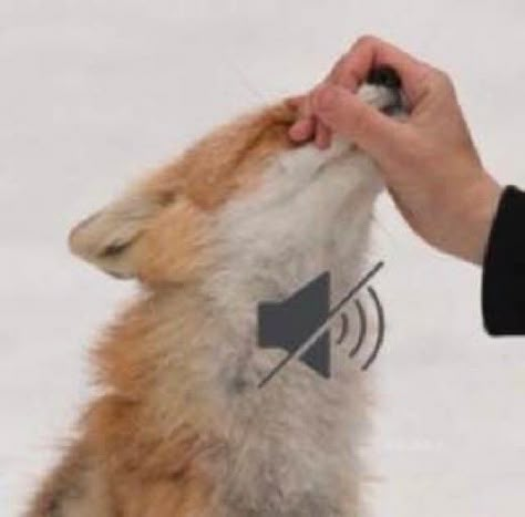 Cursed Fox Images, Mute Symbol, Fox Meme, Fox Memes, Fox Pictures, Image Chat, Pet Fox, Silly Images, Silly Animals