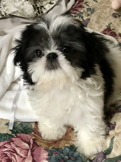 Shitzu Black & White, Pet Claims, Anime Pets, Yorkie Painting, Shitzu Dogs, Shitzu Puppies, Pig Dog, Very Cute Puppies, Shih Tzu Puppy