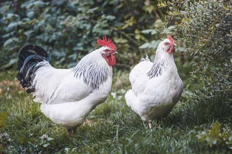 12 Best Egg Laying Chickens for Beginners White Leghorn Chicken, Meat Chickens Breeds, Small Chicken Breeds, Barred Rock Chickens, Buff Orpington Chickens, Bantam Breeds, Ameraucana Chicken, Sussex Chicken, Bantam Chicken Breeds