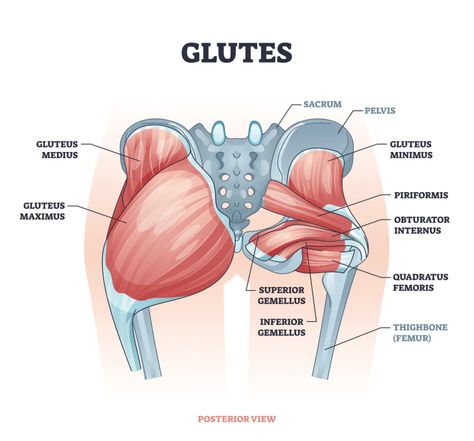 Glutes Anatomy Muscle, Gluteal Muscles Anatomy, Glute Muscle Chart, How To Massage Glutes, Parts Of Glutes, Side Lunges For Glutes, Glute Muscles Anatomy, Glute Muscles Anatomy Exercise, Anatomy Muscles Study