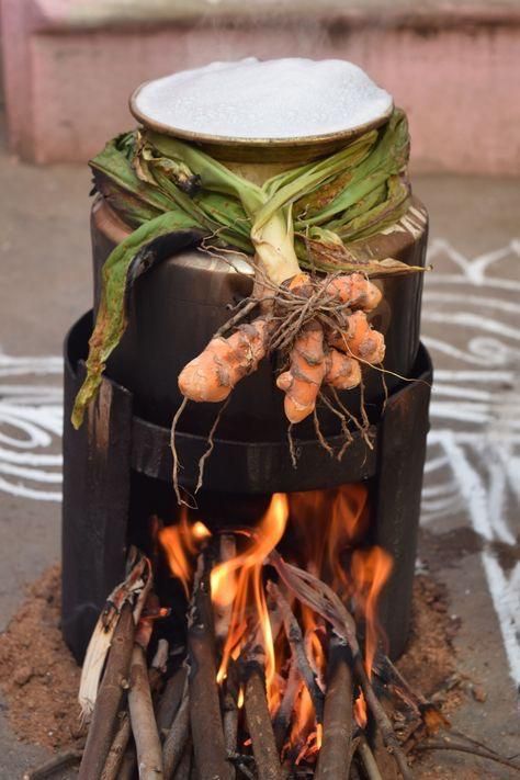 Pongal Festival In Tamil, Thai Pongal, Happy Pongal Wishes, Agriculture Photography, Pongal Celebration, Pumpkin Floral Arrangements, Indian Culture And Tradition, Happy Pongal, Festival Photography