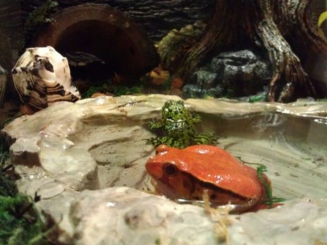 Tomato frog, and fire bellied toad. Tomato Frog Terrarium, Frog Enclosure, Tomato Frog, Frog Habitat, Frog Terrarium, Reptile Room, Lifestyle Goals, Frog And Toad, Tree Frogs