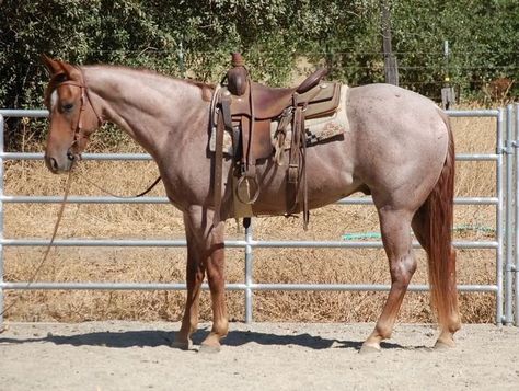 Strawberry Roan Quarter Horse, Quarter Horse Barrel Racing, Red Roan Quarter Horse, Red Roan Horse, Roan Quarter Horse, Horse Barrel Racing, Roan Horse, Ranch Horses, Aqha Horses