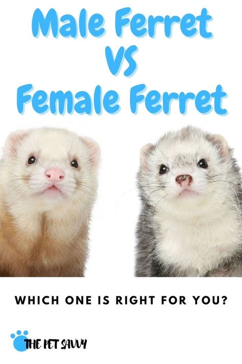 Ferret Body Language, Ferret Names Ideas, Cute Ferret Cage Ideas, Ferret Clothes Diy, Ferrets As Pets, Ferret Care Guide, Diy Ferret Stuff, Ferret Cage Ideas, What Do Ferrets Eat