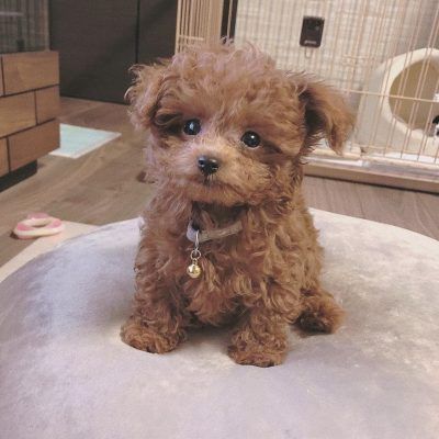 Small Dogs That Dont Grow, Small Dogs For Sale Near Me, Cute Hypoallergenic Dogs, Small Dogs That Dont Shed, Puppies For Sale Near Me Free, Small Brown Dog, Tea Cup Puppies, Teacup Puppy Breeds, Cute Tiny Dogs