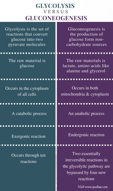 Difference Between Glycolysis and Gluconeogenesis | Process, Structure, Function Glycolysis Pathways, Pharmacology Nursing Study, Biochemistry Notes, Neet Notes, Organic Chemistry Study, Eukaryotic Cell, Study Chemistry, Cellular Respiration, Science Words