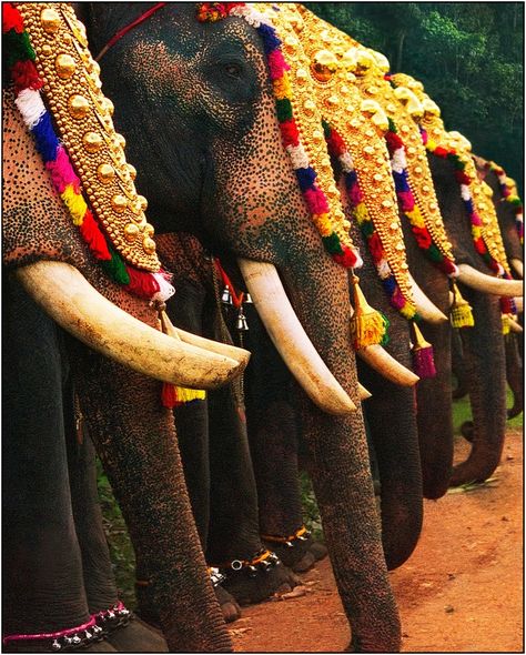 Elephants decorated for the Onam parade Onam Festival Kerala, Onam Wishes, Onam Festival, Elephant Photography, Happy Onam, Festivals Of India, India Culture, Cool Winter, Indian Elephant