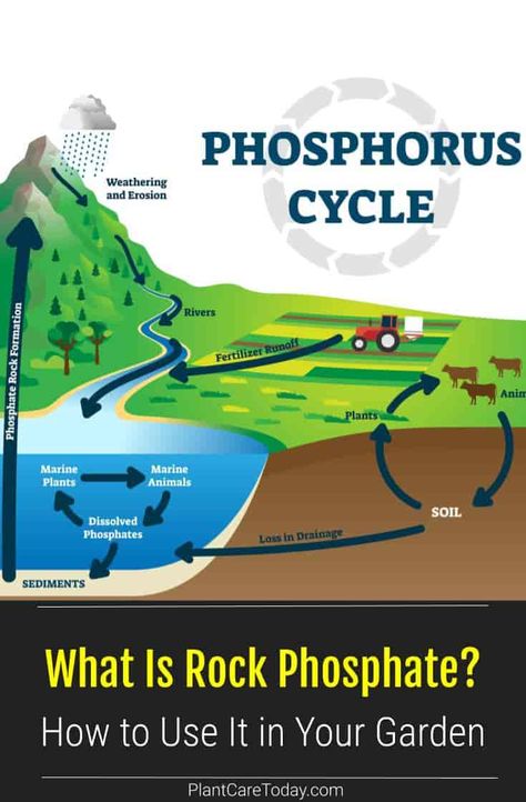 Phosphorus Cycle, Weathering Erosion Deposition, Earth Cycles, Cycle Drawing, Nitrogen Cycle, Weathering And Erosion, Carbon Cycle, Marine Plants, Rock Cycle