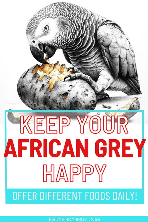 An african grey eating a potato with the text Keep African Greys Happy by Offering a Variety of Foods Parrot Toys Homemade, African Grey Parrot Funny, African Grey Parrot Toys, African Grey Toys, Cockatiel Care, Parrot Care, Parrot Diet, Brooder Box, Congo African Grey