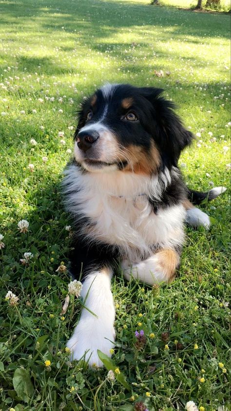 Chocolate Lab Golden Retriever Mix Puppies, Black Tri Australian Shepherd, Black Australian Shepherd, American Shepherd, Aussie Shepherd, Australian Shepherd Puppy, Aussie Puppies, Dream Future, Australian Shepherd Puppies