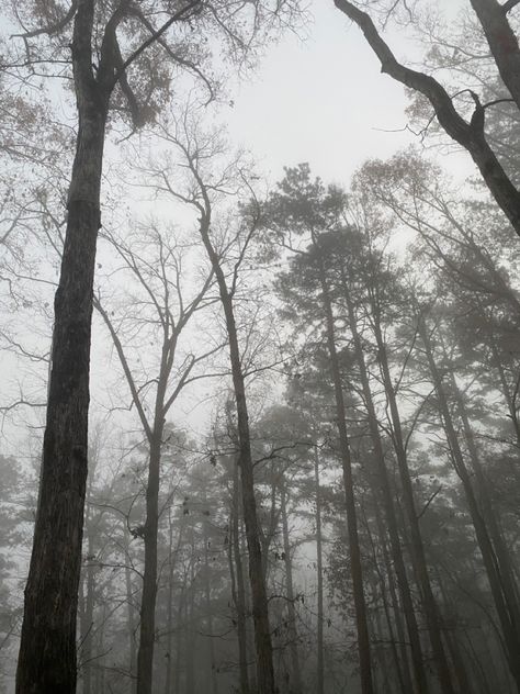 Grey Esthetics, Woods Creepy Aesthetic, Gray Forest Aesthetic, Aesthetic Foggy Forest, Forest Scary Aesthetic, Dark Scary Forest Aesthetic, Gray Aesthetic, Nature Aesthetic, Pretty Pictures