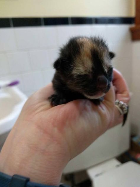 Torti Cat, Tortoiseshell Kitten, Tortie Kitten, Litter Of Kittens, Tortie Cat, Bobtail Cat, Cats Stuff, Calico Cats, Newborn Kittens