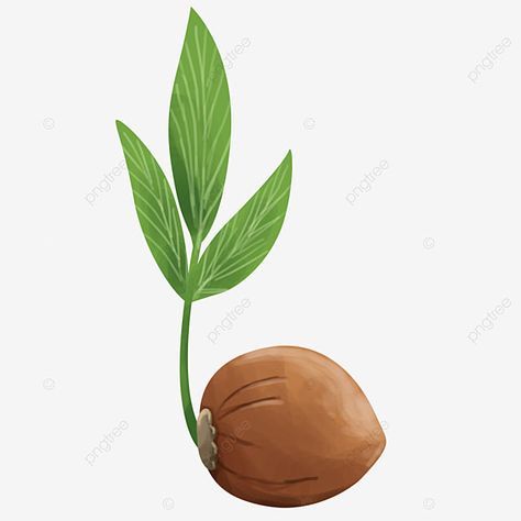 Coconut Cartoon, Cucumber Seedlings, Coconut Leaves, Milk Splash, Coconut Palm Tree, Cartoon Png, Leaf Border, Tree Artwork, Cartoons Png