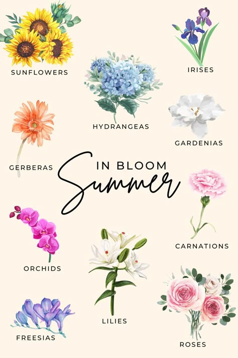 Graphic displays the flowers that are in season during the summer months, including sunflowers, irises, hydrangeas, gardenias, gerberas, orchids, carnations, lilies, roses, and freesias. Summer Season Flowers, Flowers In Season, Flower Season, Flowers In August, Popular Bouquet Flowers, Summertime Flowers, Flower Assortments, Flower Chart Painting, July Season