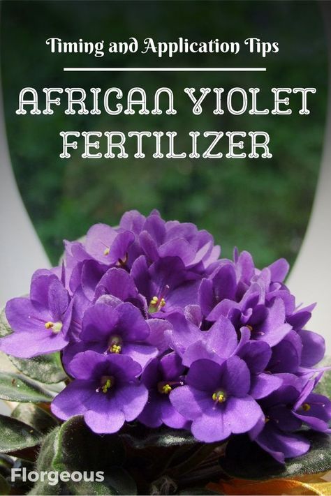 african-violet-fertilizer Violet Plants, Plant Advice, Indoor Plant Care Guide, African Violet Care, Growing Parsley, Jade Bonsai, Easy House Plants, Balcony Gardening, African Violets Plants