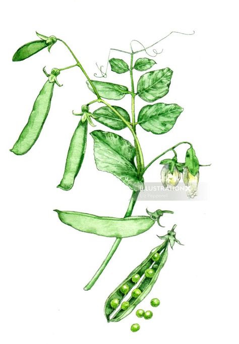 Line Drawing Artists, Watercolour Food, Food Watercolor, Snap Pea, School Art Activities, Pea Plant, Tea Illustration, Biology Art, Watercolor Food