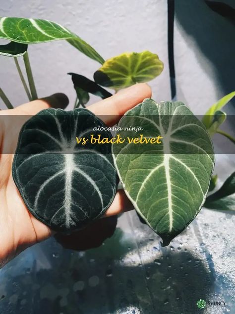 The Battle Of The Beauties: Alocasia Ninja Vs. Black Velvet - Which Is The Ultimate Houseplant? Alocasia Green Velvet, Alocasia Ninja, Velvet Plant, Home Greenery, Antique Wardrobe, Master Bed, Pretty Plants, Master Bedding, Pros And Cons