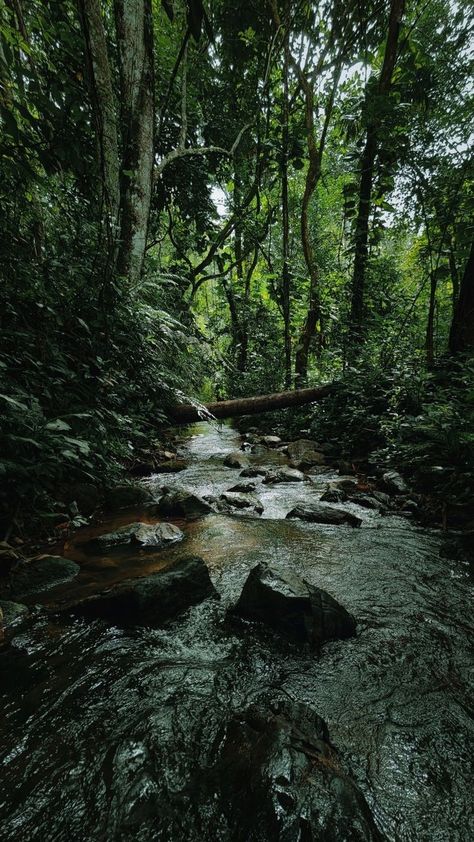 Indian Forest Photography, Rainforest Aesthetic, Dark Forest Aesthetic, Nature Peace, Mangalore, Pretty Landscapes, Green Landscape, Aesthetic Photography Nature, Scenery Nature