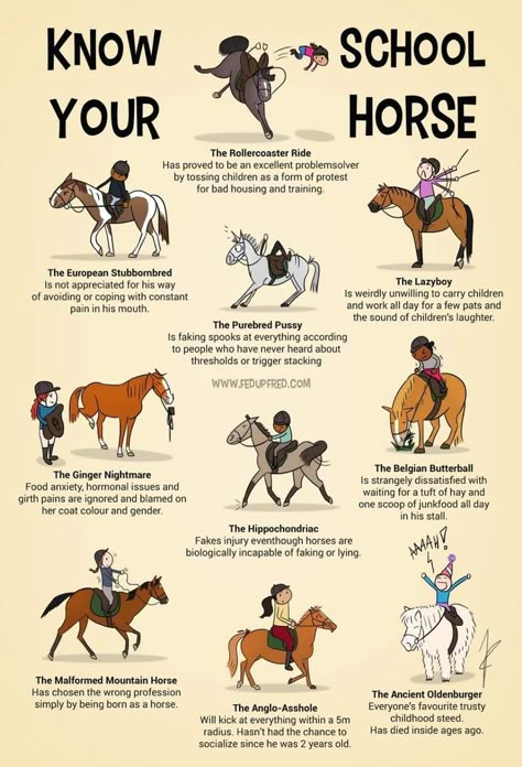 Cant Stop Laughing, Horse Quotes Funny, Horse Behavior, Horse Braiding, Horse Jokes, Funny Horse Pictures, Horse Facts, Horse Care Tips, Horse Info