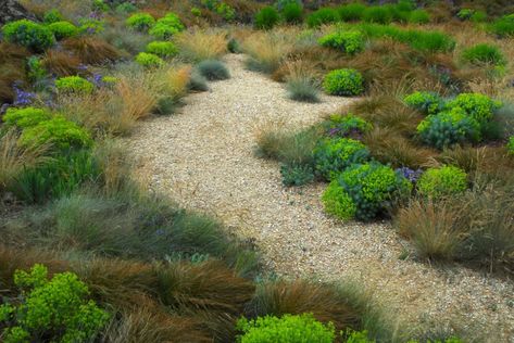 PLANT OF THE WEEK #93: Carex testacea - The Gardenist Evergreen Grasses, Exhibition Centre, Australian Landscape, 12 December, Garden Tours, Ways Of Seeing, Early Bird, Come And Go, New Green