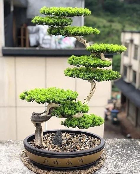 Bonsie Tree Bonsai Plants, Niwaki Trees, Garden Bonsai Tree, Boom Kunst, Japanese Bonsai Tree, Bonsai Forest, Japanese Garden Landscape, Bonsai Tree Types, Bonsai Techniques