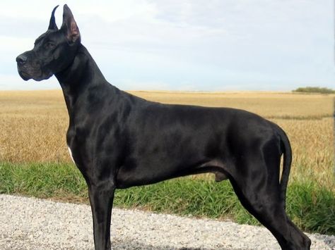 I got: Great Dane! What Type of Dog Should You Adopt? I loooove Great Danes Black Great Danes, Dane Puppies, Tallest Dog, Dangerous Dogs, Great Dane Puppy, Dane Dog, Great Dane Dogs, Types Of Dogs, Alaskan Malamute