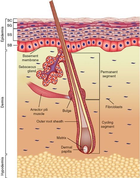 Anatomy of Hair. Source: Wikimedia Commons, Wong, D.J. and Chang, H.Y., CC BY 3.0. Basement Membrane, Skin Anatomy, Integumentary System, Basic Anatomy And Physiology, Medical School Studying, Human Anatomy And Physiology, Biology Notes, Medical Terminology, Body Anatomy