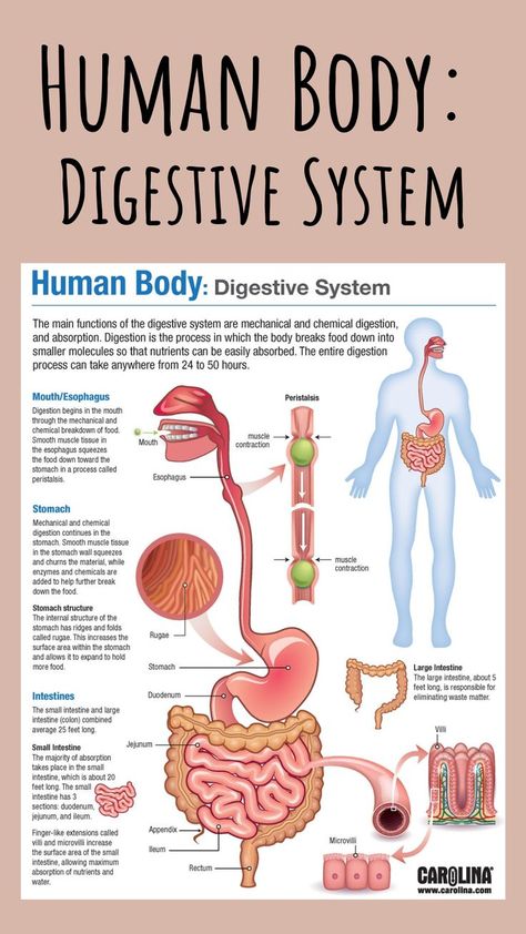 Digestive System Model, System Infographic, Digestive System Anatomy, Smooth Muscle Tissue, Human Digestive System, Sistem Pencernaan, Human Body Organs, Basic Anatomy And Physiology, Nurse Study Notes