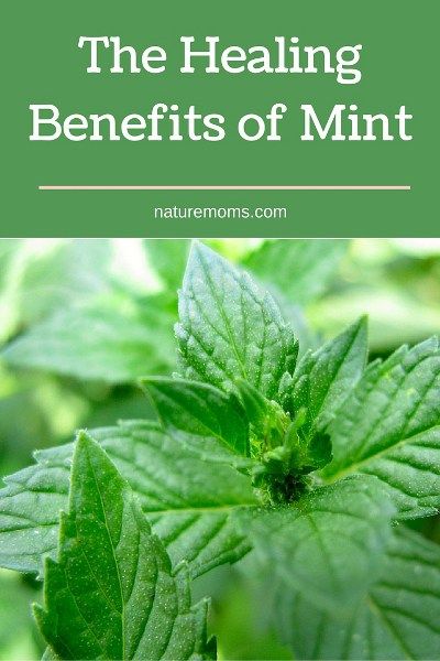 Mint Leaves Benefits, Mint Benefits, Medicine Garden, Mint Herb, Belly Bloat, Mint Garden, Herb Garden Design, Mint Plants, Herbal Magic