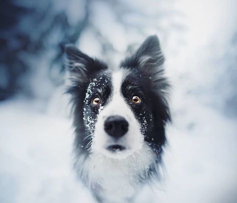 Mountain Crew - Adventures Of Two Girls And Four Dogs Dog Portrait Photography, White Border Collie, Beautiful Dogs Photos, Best Dog Photos, Dog Photoshoot, Dog Photograph, Snow Dogs, Dog Modeling, Winter Dog