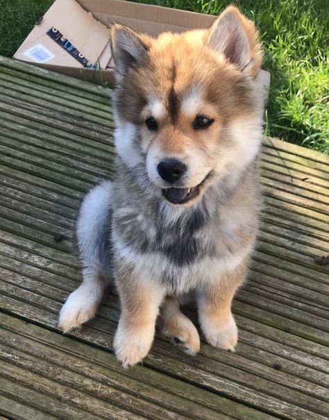 Chowski's | Chowski Breeders & Specialists | UK Chow Husky Mix Puppies, Husky Chow Mix Dog, Chow Chow Husky Mix Puppies, Chow Chow Mixed Breeds, Chowski Full Grown, Chow Chow Mix Dog, Chow Chow Dogs Full Grown, Chowski Puppies, Mini Chow Chow