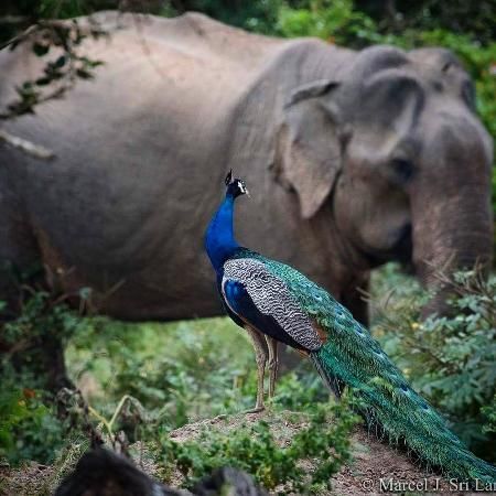 Peacock & Elephant in Yala (credit : Marcel Journez) Blue Turtle, Trip Advisor, Elephant, Hotel, Photo And Video, Blue, Quick Saves