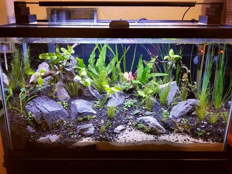 New setup: 29 gallon low-tech Brazilian-style planted nano tank | The Planted Tank Forum 29 Gallon Aquarium, Amano Shrimp, Manzanita Branches, Planted Tank, Aquarium Ideas, Brazilian Style, Pea Gravel, Low Tech, Planted Aquarium