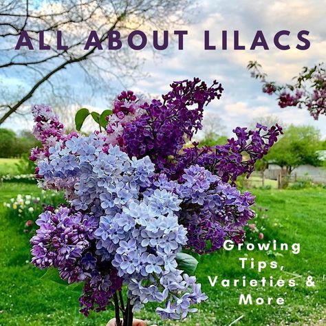 Lilac Varieties, Common Lilac, French Lilac, Lilac Bushes, Lilac Tree, Lilac Blossom, Hydrangea Care, Fragrant Plant, Lilac Flowers