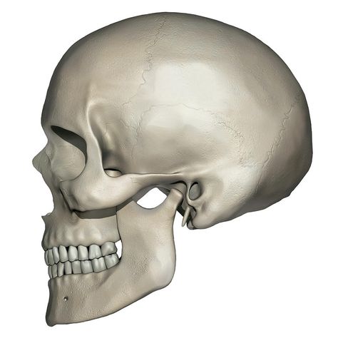 Human Skull Side View, Skull Side View, Human Anatomy Picture, Human Skull Anatomy, Anatomy Diagrams, Anatomy Of Human, Skull Anatomy, Anatomy Bones, Anatomy Poster