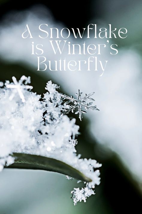 Snowflakes are Winter's Butterfly 🦋 Snowfall Quotes, Snow Butterfly, Snowflake Butterfly, Butterfly Poems, Fresh Snowfall, Winter Quotes, Winter Inspired, Winter Animals, Winter Scenery