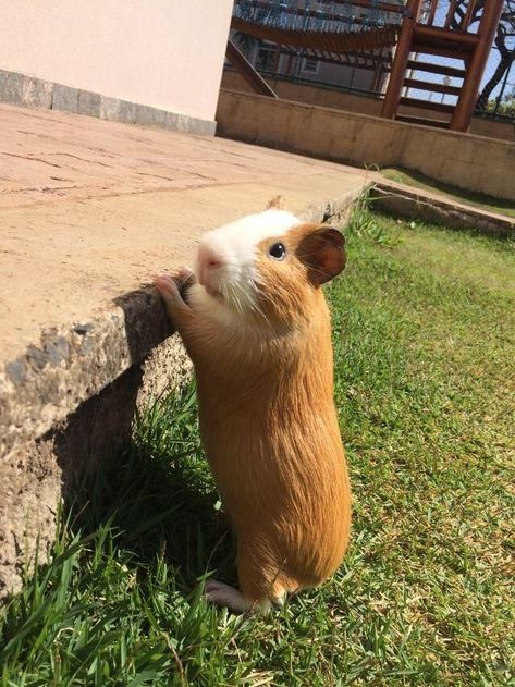 Guinea Pigs Funny, Baby Guinea Pigs, Pet Guinea Pigs, Guinea Pig Care, Cute Guinea Pigs, Guinea Pig Cage, Cute Piggies, Cute Animals Images, Silly Animals