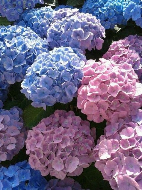 Hydrangea Wedding, Dream Diary, Peonies And Hydrangeas, Hydrangea Bouquet, Hydrangea Garden, Blue Hydrangeas, Hydrangeas Wedding, Blue And Purple Flowers, Beautiful Flower Arrangements